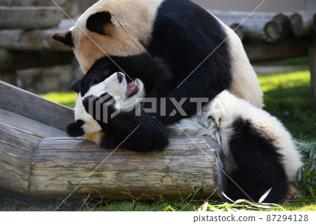 好朋友父母和孩子熊貓 好朋友父母和孩子熊貓 87294128