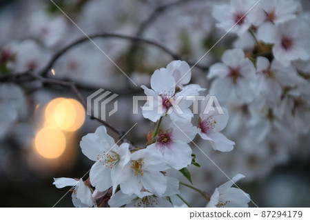 中目黑的櫻花 87294179