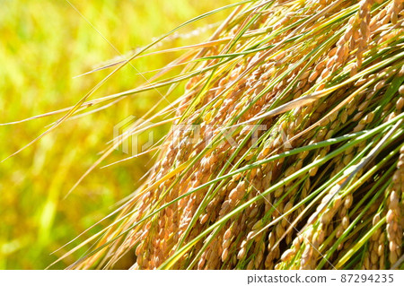 Murakami Nakahama Inaho圖像的水稻梯田(新潟縣) Murakami Nakahama Inaho圖像的水稻梯田(新潟縣) 87294235