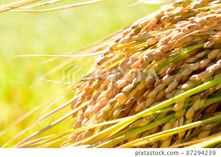 Rice terraces of Murakami Nakahama Inaho image (Niigata Prefecture) 87294239