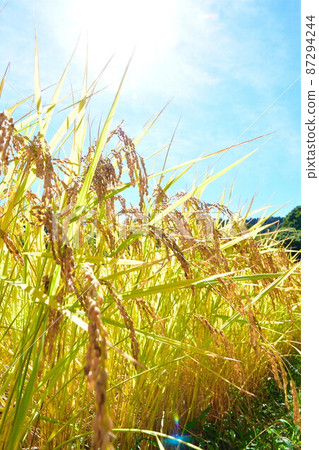 Rice terraces of Murakami Nakahama Inaho image (Niigata Prefecture) Rice terraces of Murakami Nakahama Inaho image (Niigata Prefecture) 87294244