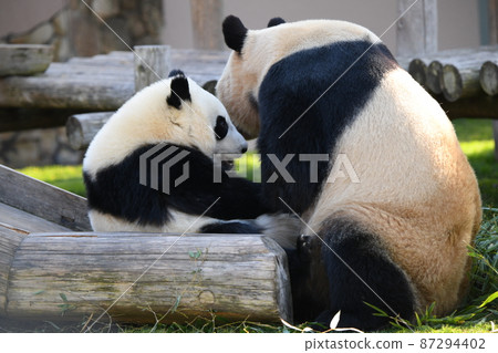 好朋友父母和孩子熊貓 好朋友父母和孩子熊貓 87294402