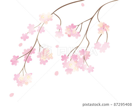 Illustration of weeping cherry blossoms in full bloom Illustration of weeping cherry blossoms in full bloom 87295408