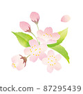 櫻花的水彩風格插圖 87295439