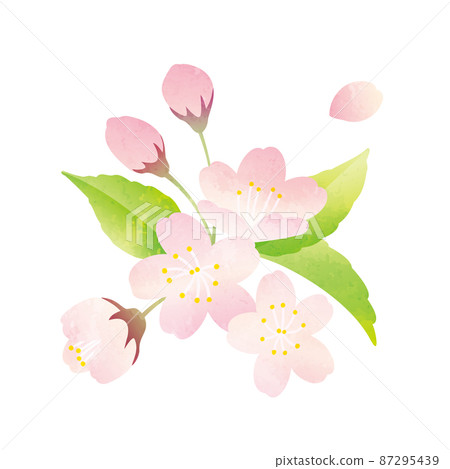 櫻花的水彩風格插圖 87295439