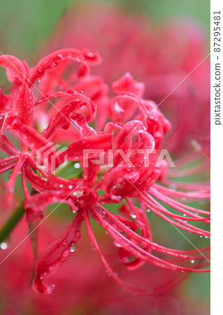 群孤挺花（新潟縣） 87295481