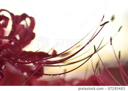 群孤挺花(新潟縣) 群孤挺花(新潟縣) 87295483