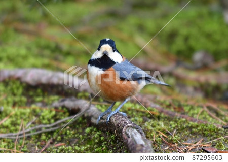 Varied tit facing the front 87295603