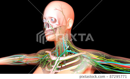 Female Lymph Nodes Anatomy For Medical Concept 3D 87295771