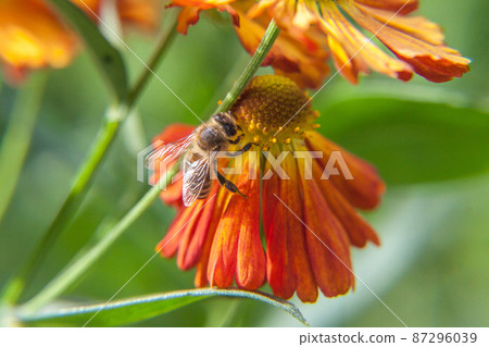 Honey bee covered with yellow pollen drink nectar, pollinating orange flower. Inspirational natural floral spring or summer blooming garden or park background. Life of insects. Macro close up 87296039