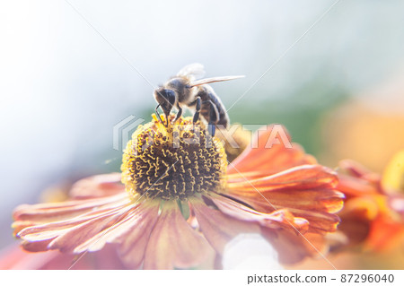 Honey bee covered with yellow pollen drink nectar, pollinating orange flower. Inspirational natural floral spring or summer blooming garden or park background. Life of insects. Macro close up 87296040