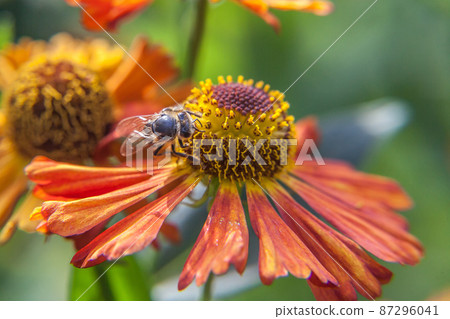 Honey bee covered with yellow pollen drink nectar, pollinating orange flower. Inspirational natural floral spring or summer blooming garden or park background. Life of insects. Macro close up 87296041