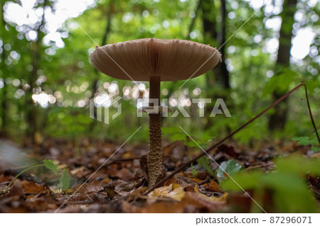 Photography to theme beautiful mushroom amanita Muscaria in forest Photography to theme beautiful mushroom amanita Muscaria in forest 87296071