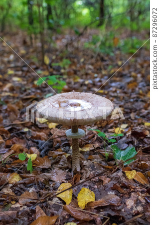 Photography to theme beautiful mushroom amanita Muscaria in forest 87296072