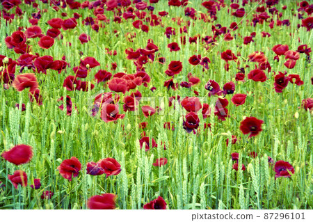 Blooming flower poppy with green leaves, living natural nature Blooming flower poppy with green leaves, living natural nature 87296101