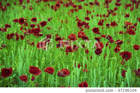 Blooming flower poppy with green leaves, living natural nature Blooming flower poppy with green leaves, living natural nature 87296104