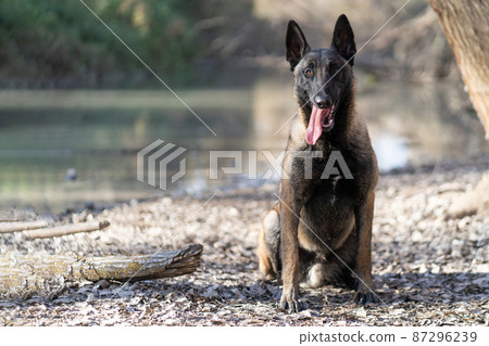 portrait of a malinois shepherd on the bank of a river portrait of a malinois shepherd on the bank of a river 87296239