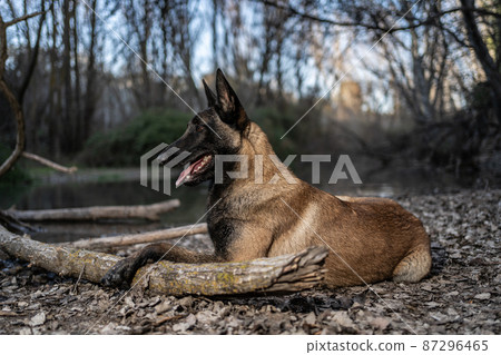 Belgian shepherd dog malinois lying on the leaves of the trees Belgian shepherd dog malinois lying on the leaves of the trees 87296465