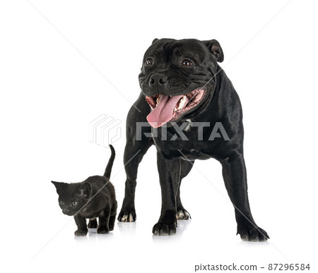 staffordshire bull terrier and kitten 87296584