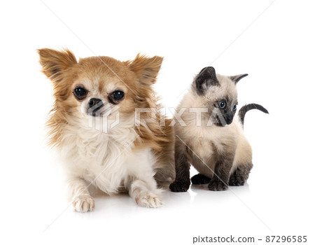 chihuahua and kitten 87296585
