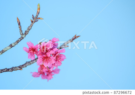 Okinawan cherry blossoms blooming on a sunny day Okinawan cherry blossoms blooming on a sunny day 87296672