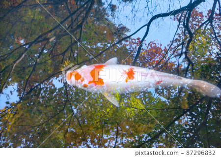 Carp and autumn leaves reflected on the surface of the water Carp and autumn leaves reflected on the surface of the water 87296832