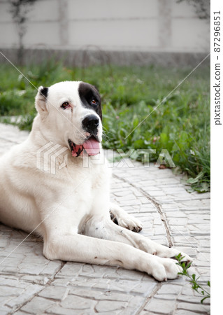 Central Asian Shepherd Dog alabai lays watching seriously 87296851
