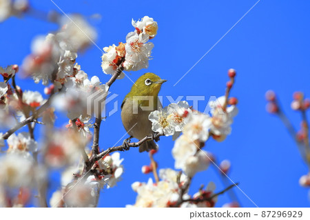 White-eye that sucks the dense plums White-eye that sucks the dense plums 87296929