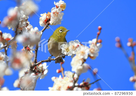 White-eye that sucks the dense plums White-eye that sucks the dense plums 87296930