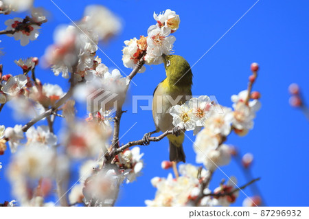 吮吸濃密李子的白眼 87296932