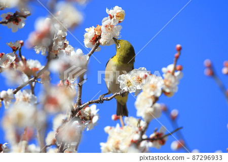 吮吸濃密李子的白眼 吮吸濃密李子的白眼 87296933