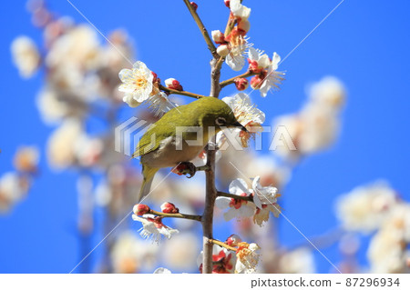 White-eye that sucks the dense plums White-eye that sucks the dense plums 87296934