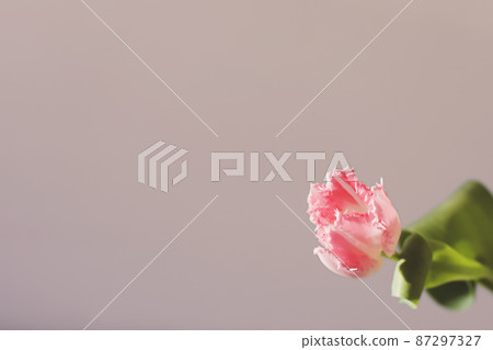 fresh pink tulips isolated on a white background 87297327