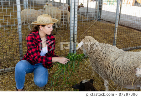 Woman farm worker taking care of sheep 87297396
