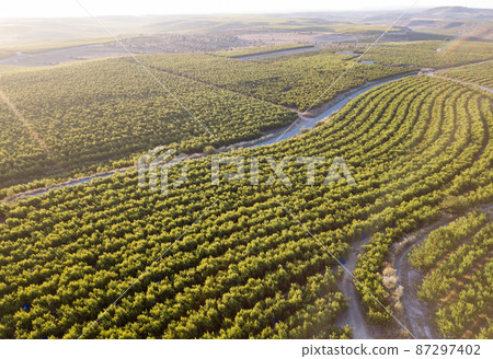 Field with peach trees Field with peach trees 87297402