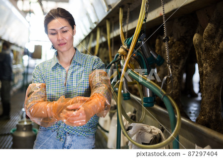 Asian dairy-woman preparing for machine milking cows Asian dairy-woman preparing for machine milking cows 87297404