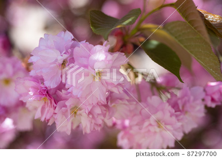 pink flowers of blooming sakura tree in spring season 87297700