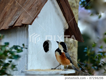 雜種山雀來檢查養育孩子的鳥舍 雜種山雀來檢查養育孩子的鳥舍 87298206