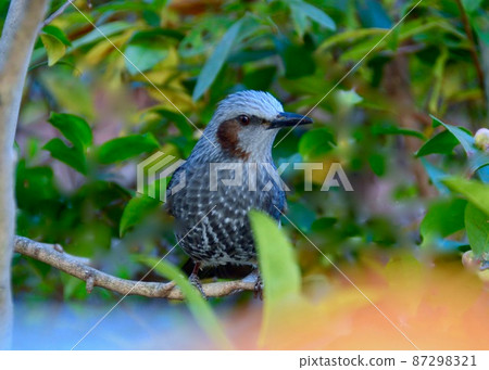 Bulbul 在花園裡發現了一個橘子 Bulbul 在花園裡發現了一個橘子 87298321