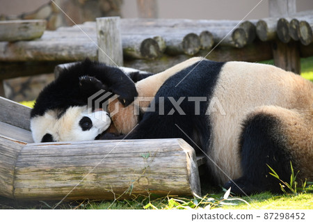 Good friend parent and child panda Good friend parent and child panda 87298452