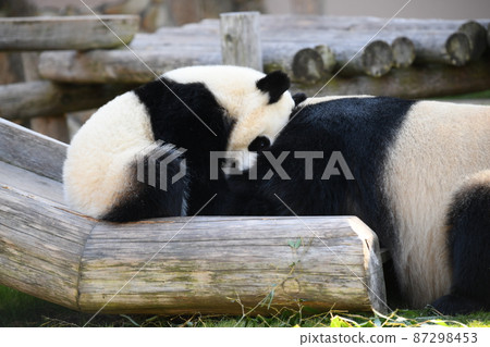 Good friend parent and child panda 87298453