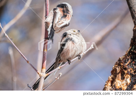 Two European long-tailed tits, latin name Aegithalos caudatus. Two birds sitting on a branch in a deciduous forest. 87299304