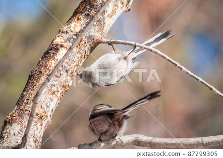 European long-tailed tit, latin name Aegithalos caudatus. A bird sitting on a branch in a deciduous forest. European long-tailed tit, latin name Aegithalos caudatus. A bird sitting on a branch in a deciduous forest. 87299305