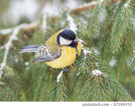 Cute bird Great tit, songbird sitting on the fir branch with snow in winter 87299353