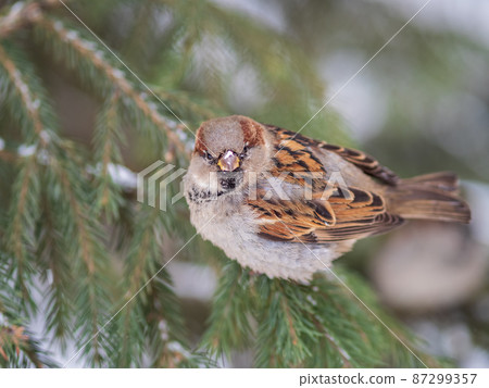 Sparrow sits on a fir branch with snow in winter Sparrow sits on a fir branch with snow in winter 87299357