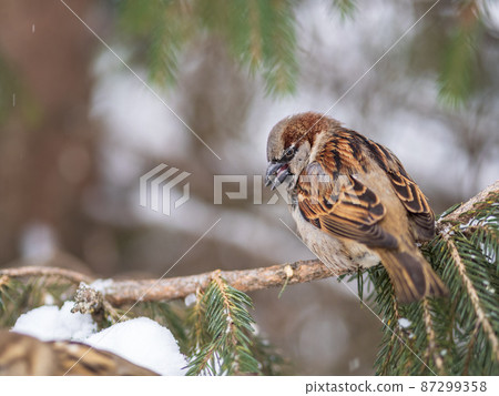 Sparrow sits on a fir branch with snow in winter Sparrow sits on a fir branch with snow in winter 87299358