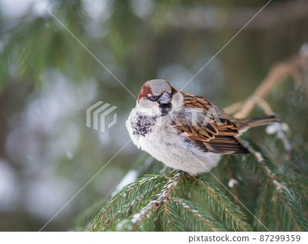 Sparrow sits on a fir branch with snow in winter Sparrow sits on a fir branch with snow in winter 87299359