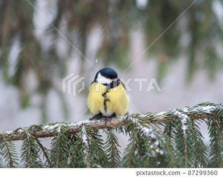 Cute bird Great tit, songbird sitting on the fir branch with snow in winter Cute bird Great tit, songbird sitting on the fir branch with snow in winter 87299360