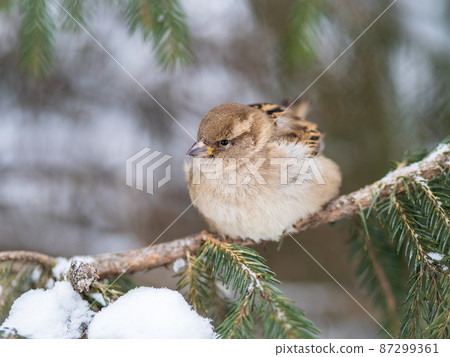 Sparrow sits on a fir branch with snow in winter Sparrow sits on a fir branch with snow in winter 87299361