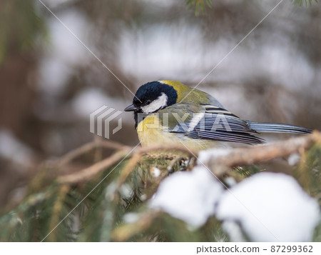 Cute bird Great tit, songbird sitting on the fir branch with snow in winter Cute bird Great tit, songbird sitting on the fir branch with snow in winter 87299362